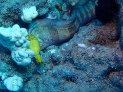 Gymnothorax rueppelliae