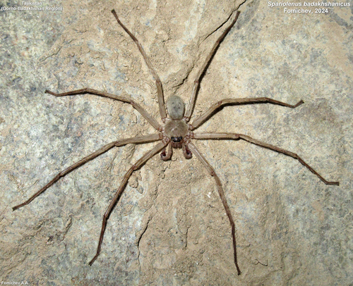Spariolenus badakhshanicus photographed in Tajikistan