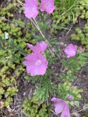 Malva alcea