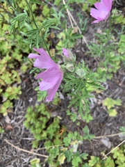 Malva alcea