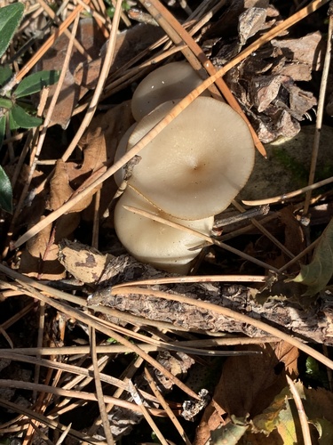 Singerocybe phaeophthalma — (c) Manuela Fiorini, some rights reserved (CC BY)