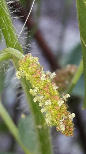 Acalypha communis (Acalypha communis)