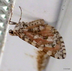 Stamnodes tessellata