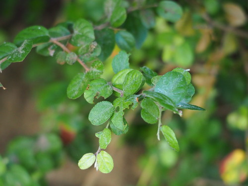 Image of Sageretia thea by no rights reserved