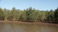 Avicennia marina