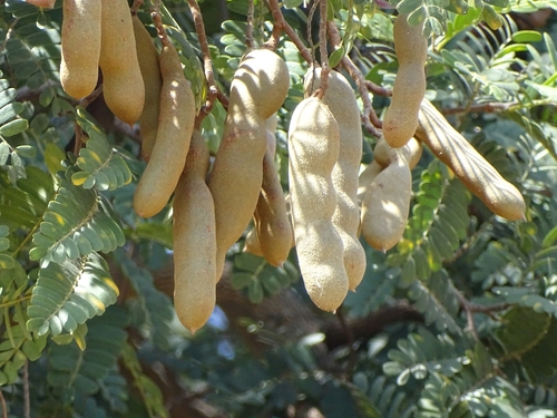 Tamarind