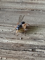 Auplopus mellipes
