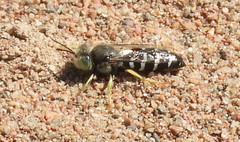 Bembix americana spinolae