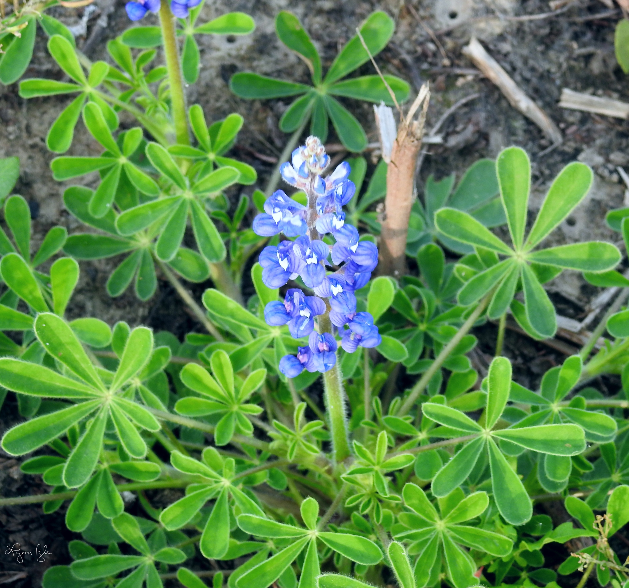 Lupinus subcarnosus