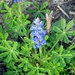 Sandy Land Bluebonnet - Photo (c) texasgirl27, some rights reserved (CC BY-NC), uploaded by texasgirl27