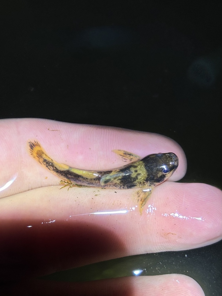 Northern Madtom