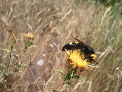 Megascolia maculata flavifrons