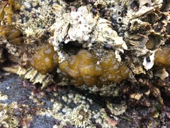 Leathesia marina
