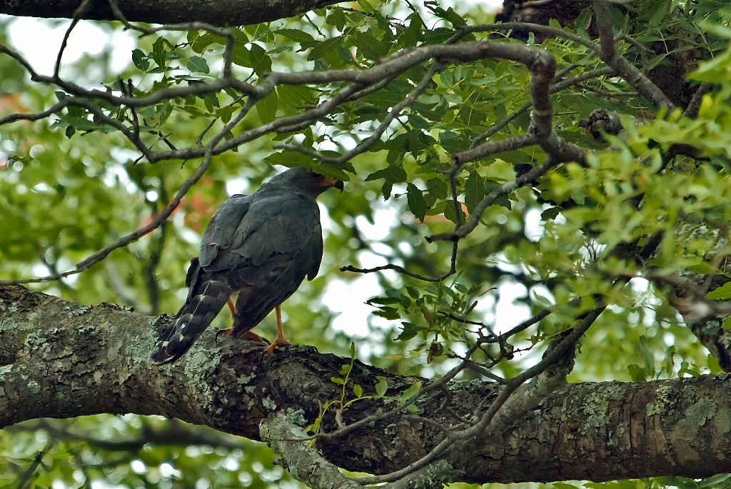Ovambo Sparrowhawk (Accipiter ovampensis), photo 5