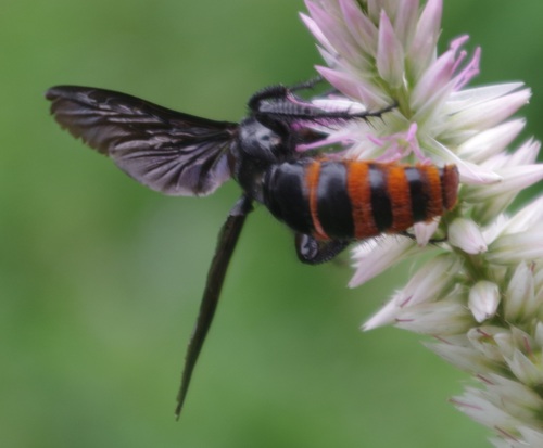 Colpacampsomeris indica