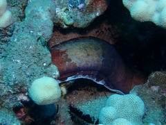 Gymnothorax rueppelliae