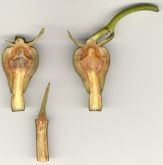 Rhizophora mucronata