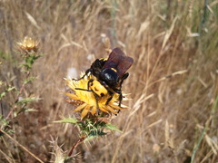 Megascolia maculata flavifrons