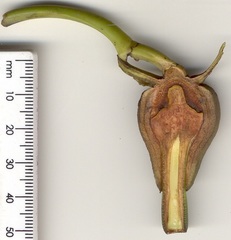 Rhizophora mucronata