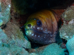 Gymnothorax rueppelliae