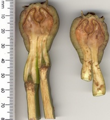Rhizophora mucronata