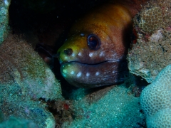 Gymnothorax rueppelliae