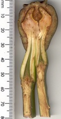 Rhizophora mucronata