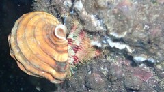 ホンドオニヤドカリ