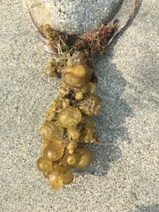 Leathesia marina