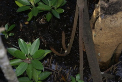 Rhizophora mucronata