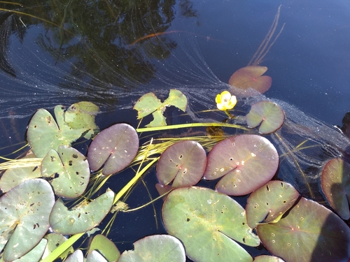 Image of Nuphar microphylla by no rights reserved