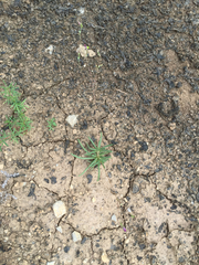 Phemeranthus calcaricus