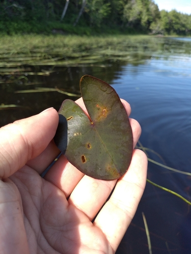Image of Small Yellow Pond-Lily (Nuphar microphylla) by no rights reserved