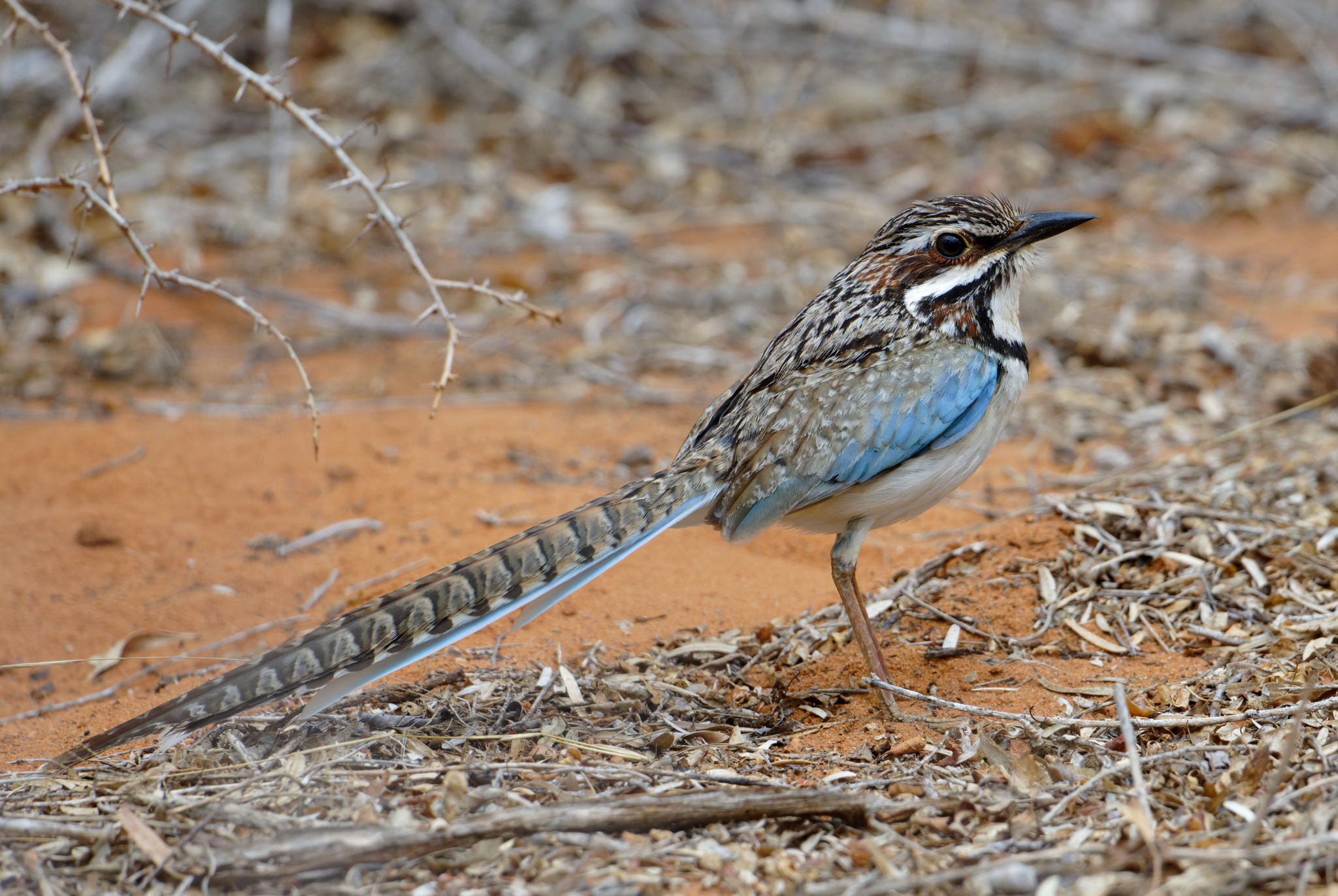 Long-tailed Ground Roller (Uratelornis chimaera), photo 4