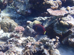 Pseudodax moluccanus