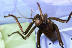 Deinacrida heteracantha