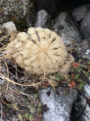 Cortiella hookeri