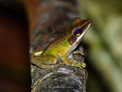 Chalcorana megalonesa