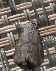 Hyperstrotia pervertens