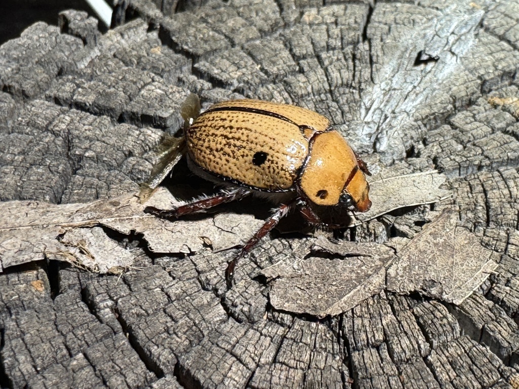 Anoplognathus flindersensis