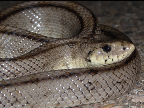 Ladder Snake