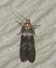 Moodna ostrinella