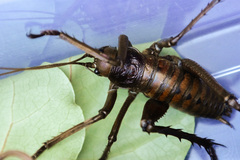 Deinacrida heteracantha