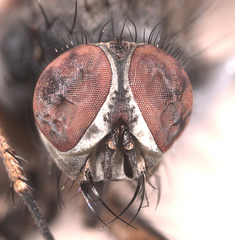 Eutrichota nigrifemur