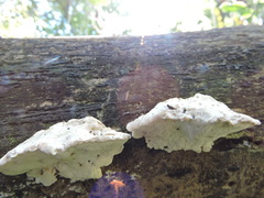 Rigidoporus