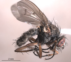 Eutrichota nigrifemur