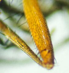 Eutrichota nigrifemur