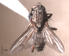 Eutrichota nigrifemur