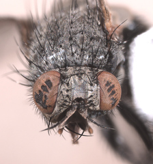 Triarthria setipennis