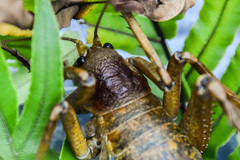 Deinacrida heteracantha